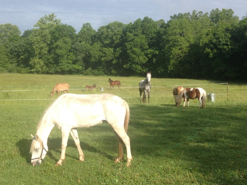 Hire Cowboy Critters Petting Zoo & Pony Rides Petting Zoo in St Louis