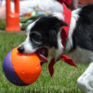 Dazzle Dogzz - Animal Entertainment in West Jordan, Utah