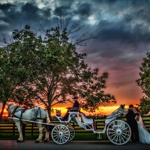 Destiny Horse and Carriage - Horse Drawn Carriage / Holiday Party Entertainment in Ocala, Florida