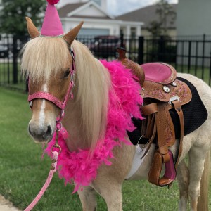 Divinity Stables - Pony Party / Outdoor Party Entertainment in Spring Hill, Florida