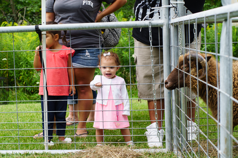Hire Duck Duck Donkey Petting Zoo in Lapeer, Michigan