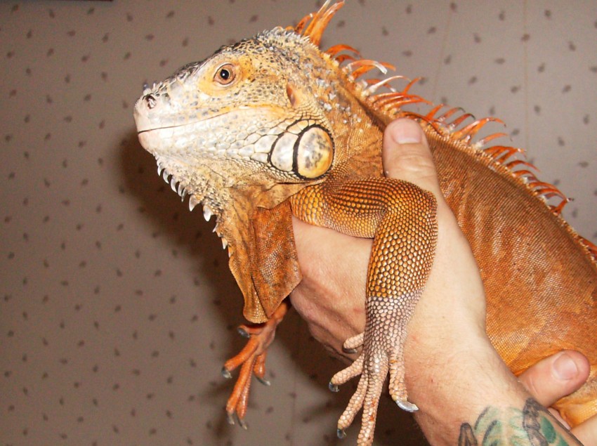 Hire E and J Reptile Shows & Rescue Animal Entertainment in