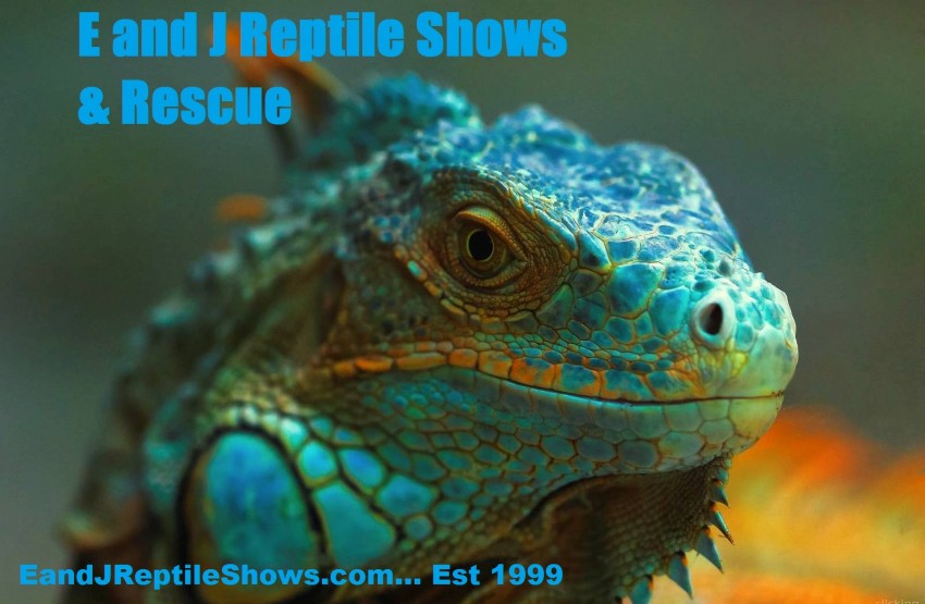 Hire E and J Reptile Shows & Rescue Animal Entertainment in