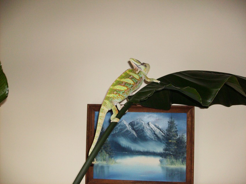 Hire E and J Reptile Shows & Rescue Animal Entertainment in