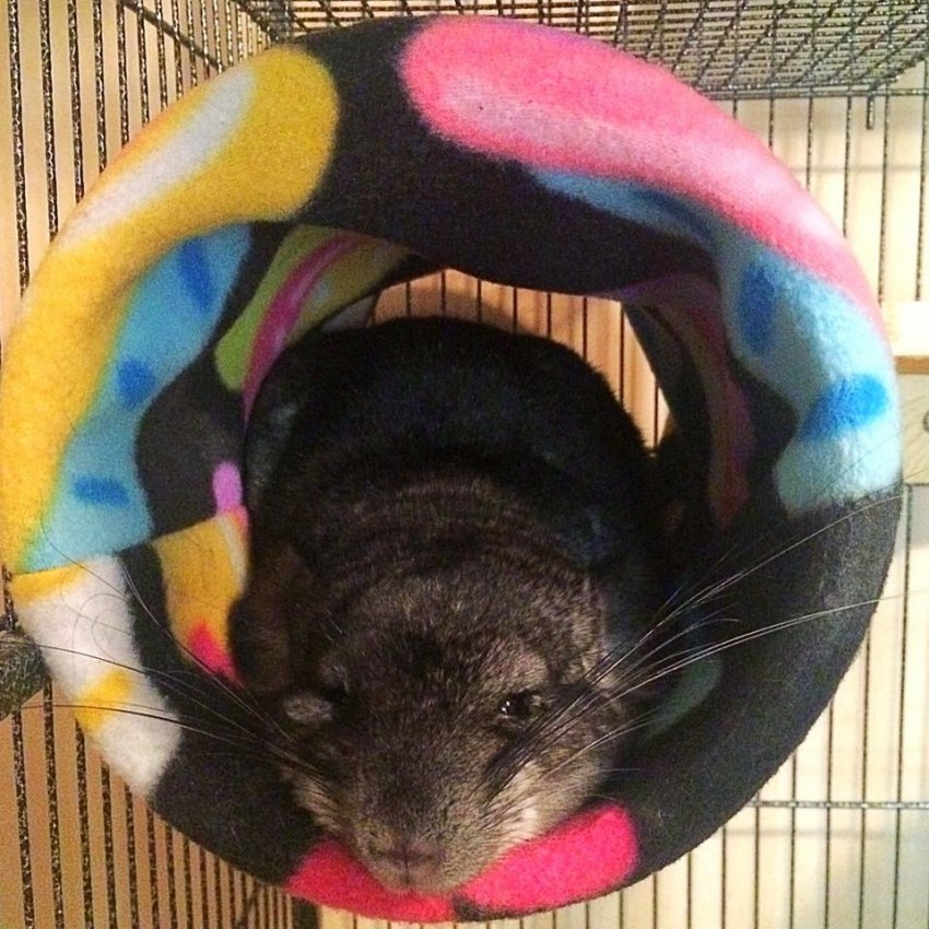 Hire Exotic Edventures Reptile Show in State College, Pennsylvania