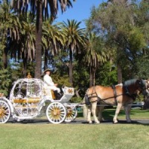 Fancy Ferriage by Horse & Carriage