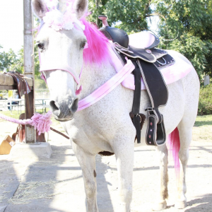 Fancy Pony Parties - Pony Party / Outdoor Party Entertainment in Stockton, California