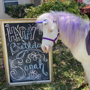 SonShine Pony Parties - Pony Party / Outdoor Party Entertainment in Brooksville, Florida