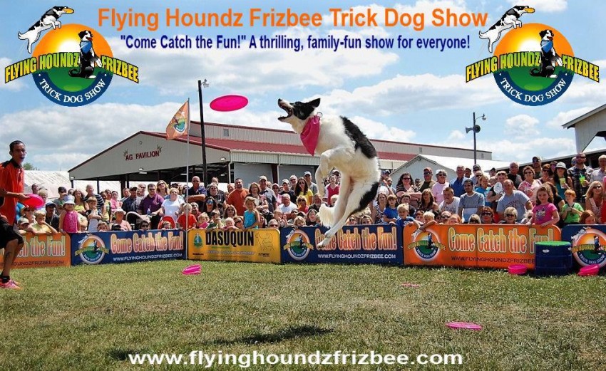 Gallery photo 1 of Flying Houndz Frizbee Trick Dog Show