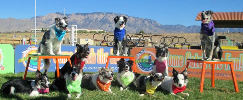 Gallery photo 2 of Flying Houndz Frizbee Trick Dog Show