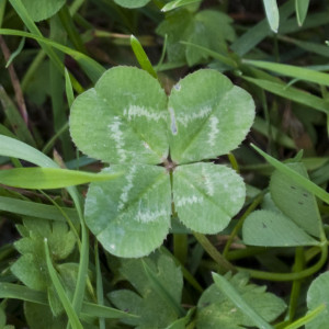 Four Leaf Clover