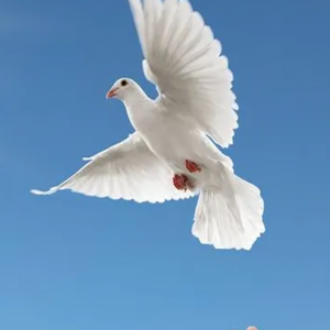 Full Circle Dove Release