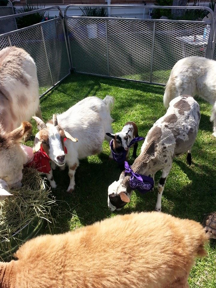 Gallery photo 2 of Giddy Up Ranch Pony Rides/Zoo
