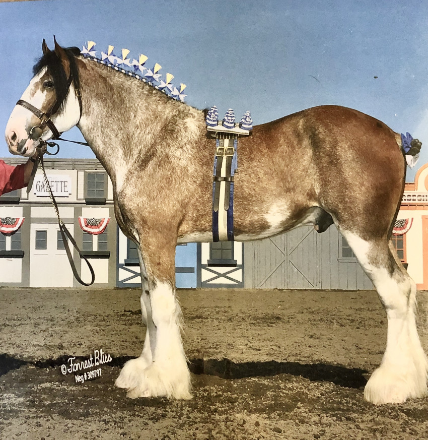 Hire Grand Carriages Horse Drawn Carriage in Livermore, California