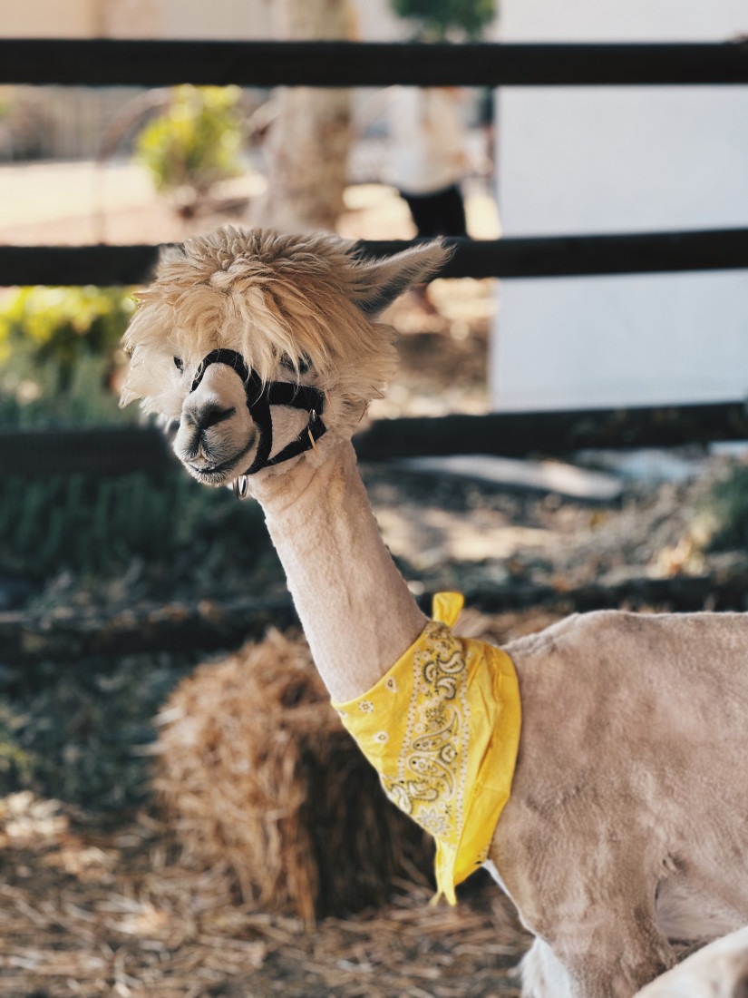 Gallery photo 2 of Haley’s Petting Zoo