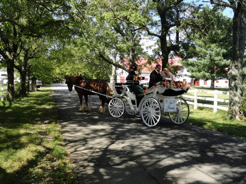 Hire Happy Trails Horse and Carriage Horse Drawn Carriage in Vale