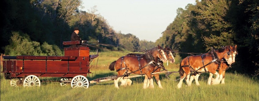Gallery photo 1 of Honey Island Clydesdales