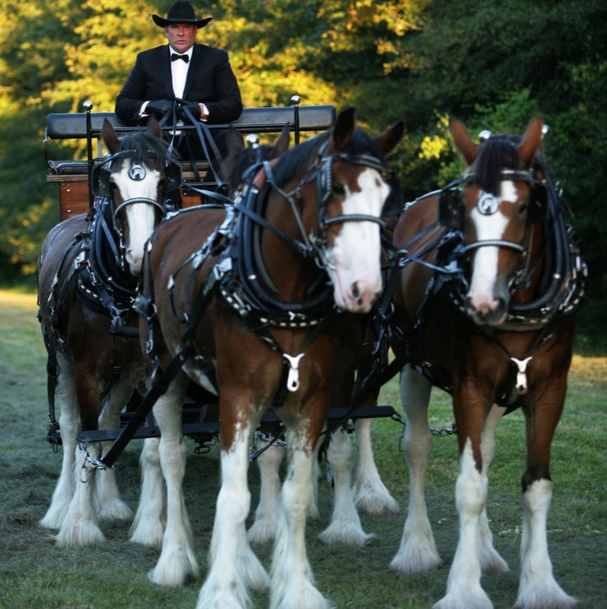 Hire Honey Island Clydesdales Horse Drawn Carriage in Pearl River