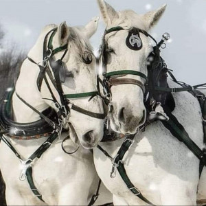 Horse and Carriage Rides of Central Ma - Horse Drawn Carriage in West Brookfield, Massachusetts