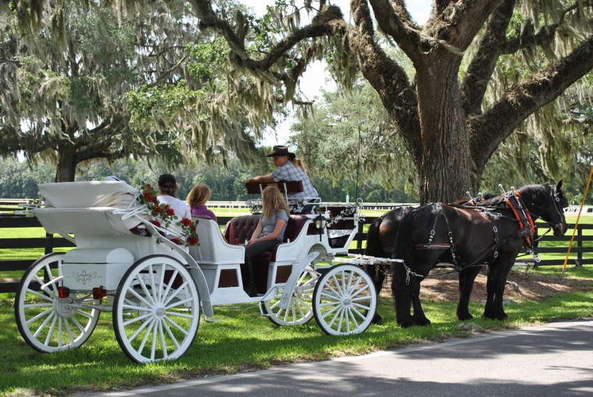 horse country carriage tours ocala fl