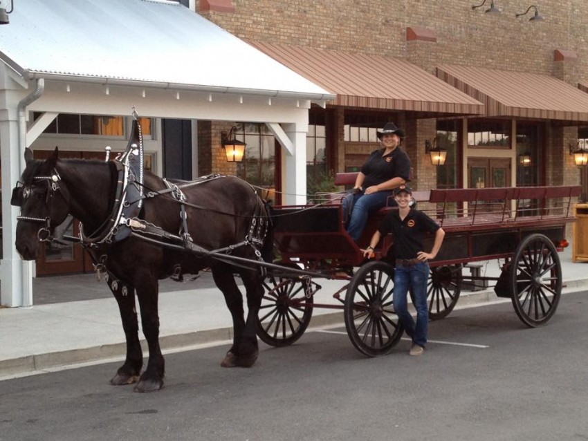 horse country carriage tours ocala fl
