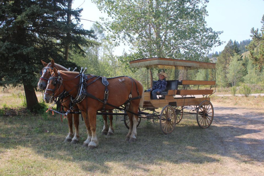 Gallery photo 1 of Horse Drawn Carriage Rental