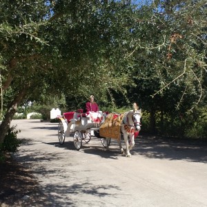 Houston Wedding Horses - Horse Drawn Carriage in Houston, Texas