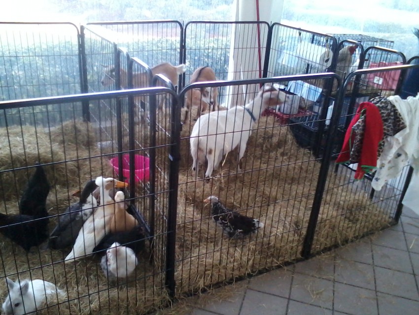 Hire Hunny's Funny Farm Petting Zoo in Vero Beach, Florida