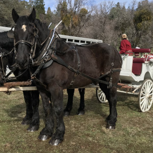 Iron Horse Ranch - Horse Drawn Carriage in Pilot Hill, California