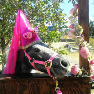 Itty-Bitty Pony Parties - Pony Party / Children’s Party Entertainment in Williams, Arizona