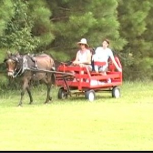 Jenkins' Farm! Mule/Wagon Rides, Pony Rides, Produce & More
