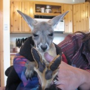 Jungle Island Zoo - Petting Zoo / College Entertainment in Delphos, Ohio