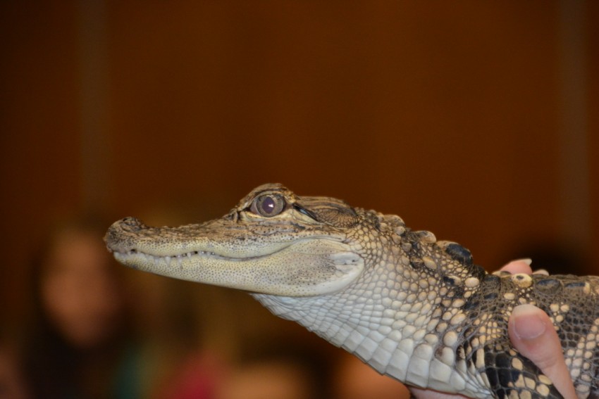 Hire Jurassic Reptile Adventures Reptile Show in Utica, Michigan