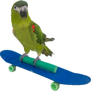 Animal Party Entertainment with Kiwi, The Skateboarding Parrot - Animal Entertainment in Springfield, Missouri