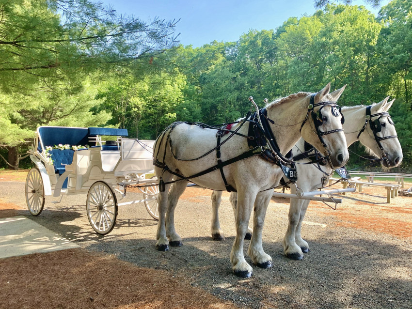 Hire Liberty Farm - Horse Drawn Carriage in Harrisville, Rhode Island