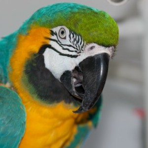 Linda The Parrot Lady - Animal Entertainment in Boca Raton, Florida