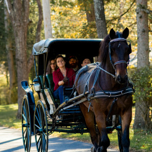 Lizzie's Legacy, LLC - Horse Drawn Carriage in Millmont, Pennsylvania
