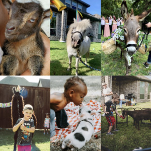 Llamazing Party Animals - Petting Zoo / Family Entertainment in Palmer, Texas