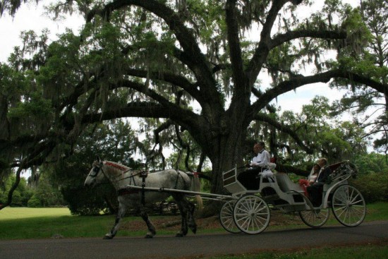 Gallery photo 1 of Lowcountry Carriage