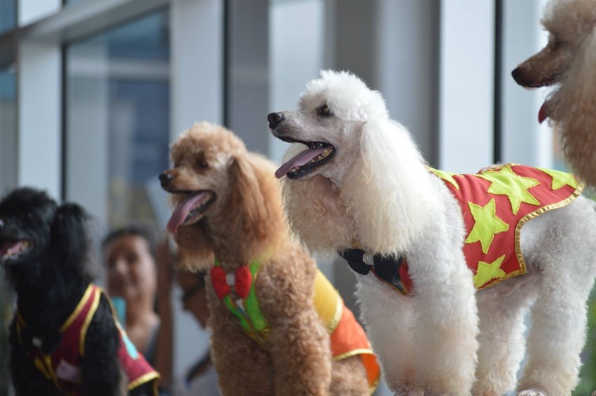 Hire Circus Dog Show by Menestrelli Entertainment, LLC Circus