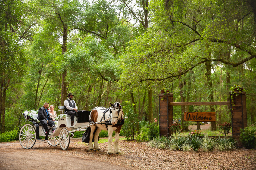 Can Horse Carriages Ever Really Be Romantic? - One Green Planet
