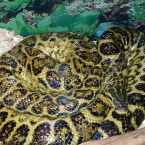 Hire All Things Reptile - Reptile Show in Fulton, Missouri