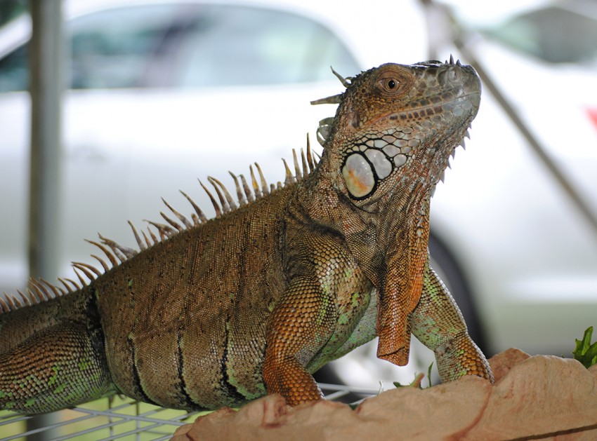Hire Reptile Shows of New England Reptile Show in Gardner, Massachusetts