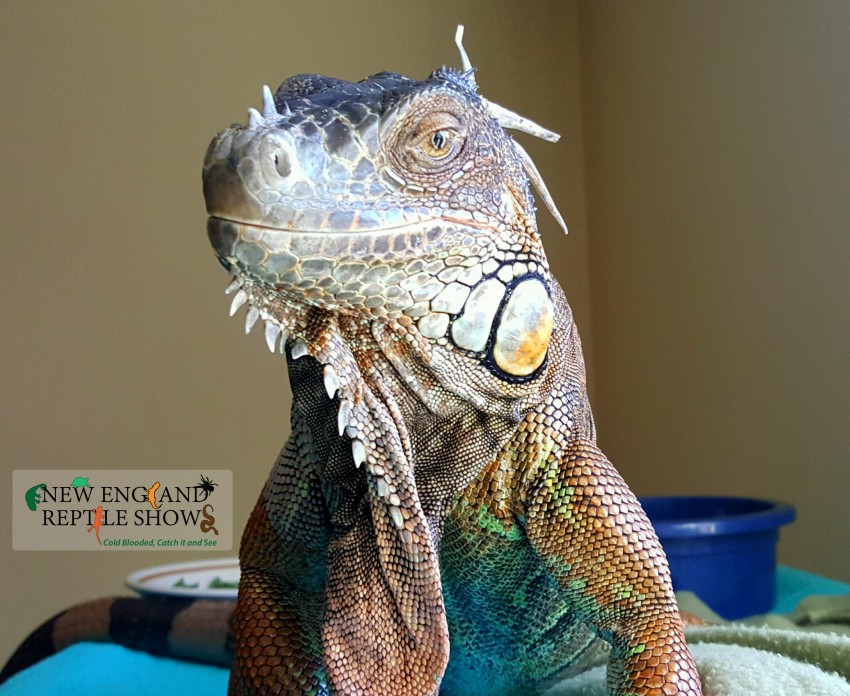 Hire Reptile Shows of New England - Reptile Show in Gardner, Massachusetts
