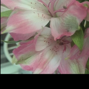 Nicole's Voice of Kindness - Voice Actor in Pittsboro, North Carolina