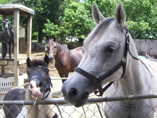 Gallery photo 1 of Noah's Landing Petting Zoo & Pony Rides