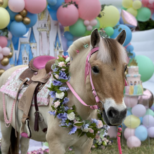 Palm Valley Pony Parties - Pony Party / Outdoor Party Entertainment in St Augustine, Florida