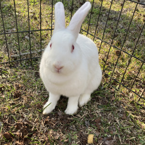 Critters To You - Petting Zoo in Guyton, Georgia