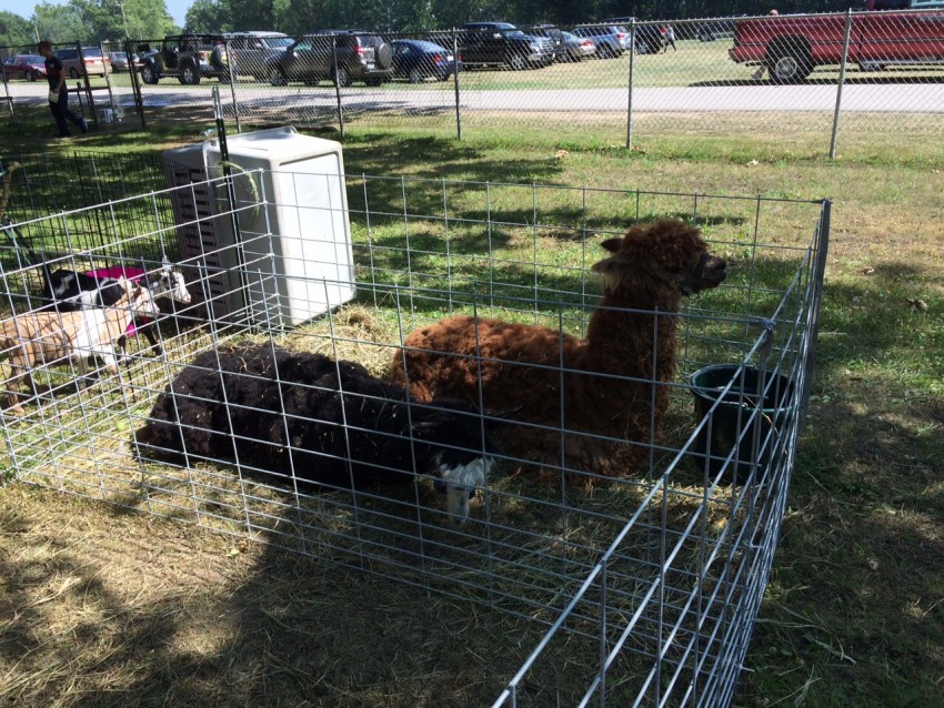 Gallery photo 2 of Patrick's Funny Farm