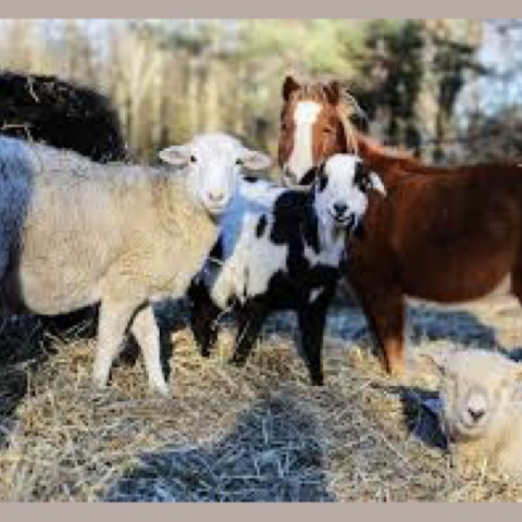 Hire Peaceable Kingdom Petting Zoo - Petting Zoo in Pipersville,  Pennsylvania